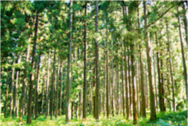 地球温暖化防止に貢献する木材